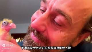 宠物店捡漏神秘鸟蛋，不久后竟孵化出奇怪的幼鸟，养大后太惊艳了