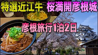 近江牛に桜満開の彦根城を散策した彦根1泊2日の小旅行