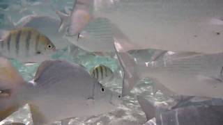 Snorkling betwen fish in Mexico Panasonic DMC-FT1 HD video