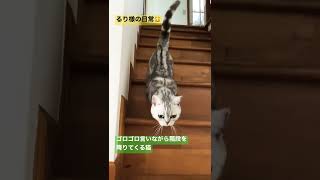 ゴロゴロ言いながら階段を降りてくる猫【マンチカン】