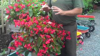 Dragon Wing Begonias