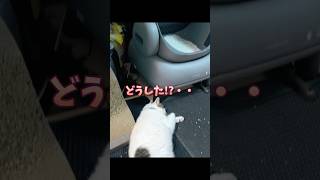 元ボス猫のマサル専用!?完全自動トイレが出来たけどｗｗ#shorts