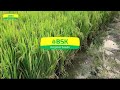 pr 130 details rice seeds parmal rice variety top paddy high yield rice variety