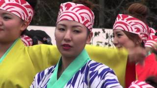 総踊り・コバトンよさこい＠2015　武蔵高麗郡よさこい交流会