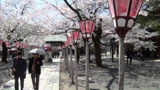 三嶋大社の桜