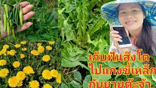 เมียฝรั่งหาเก็บผักป่าฟันสิงโตแมงลักพริกมาแกงขี้เหล็กจ้า17/8/19