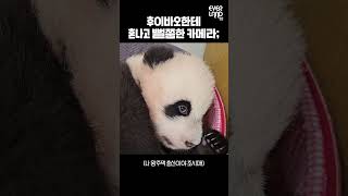 카메라 째려보는 아기판다.gif│#Panda #Babypanda #Huibao