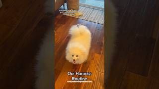 Harness Routine With Our Miniature American Eskimo