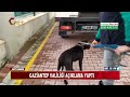 pİtbull dehŞetİnde 6 kİŞİ gÖzaltina alindi