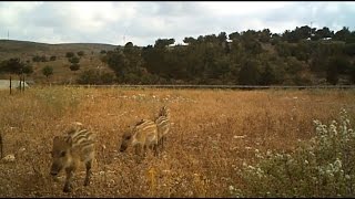 מעבר בעלי חיים על גבי מעברים שמעל כביש 70; צילום: בן רוזנברג, רשות הטבע והגנים