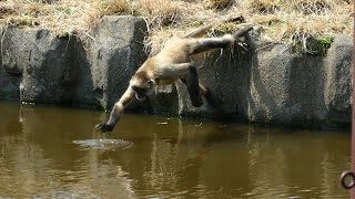 2017.3.22 Geoffroy's spider monkey　ジェフロイクモザル　ジェフ（６歳♂）＆ビビ（♀）　第５の足　（日本平動物園）