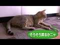 かわいい鳴き声で助けを呼ぶ子猫をママ猫は無視して放置！最後にママ猫がとった行動は。。。【野良猫出産１か月②】【abandonment of cat childcare】