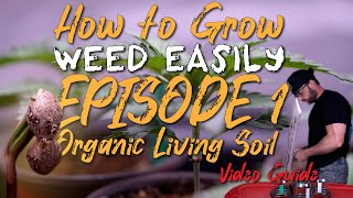 HOW TO GROW WEED EASILY ORGANIC LIVING SOIL | WILDBERRY RUNTZ: GROW SET UP, GERMINATION, SEEDLINGS