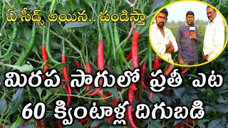 మిరప సాగులో ప్రతీ ఎట 60 క్వింటాళ్ల దిగుబడి|పంట మార్పిడి \u0026 పశువుల పెంట చాలా అవసరం నల్లి నివారకు..