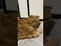 眠り猫　 shorts ねこのいる生活 cat 星空のディスタンス