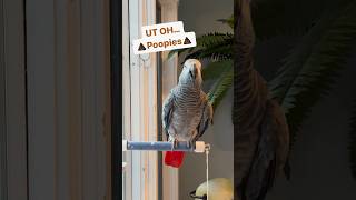 Symon the African Grey Parrot likes to announce her💩UT OH Poopies🤣#symontheafricangreyparrot #cag