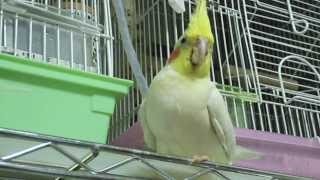 オカメインコ（1号）702日目 強制給餌後、そのうプックリ