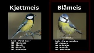 Parus major AND caeruleus [Kjøttmeis OG Blåmeis]