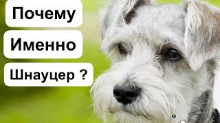 Почему шнауцер лучше других пород ? Собака . Dog Schnauzer