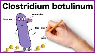 Clostridium botulinum Simplified: Morphology, Pathogenesis, Types, Clinical features