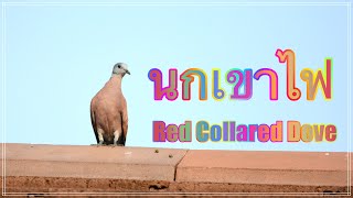 นกเขาไฟ Red Collared Dove ห้องเรียนธรรมชาติ