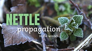 Learn how to propagate stinging nettle for your garden, and a little nettle ecology too!