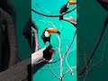 toucan toucan bird sound ❤️ 2