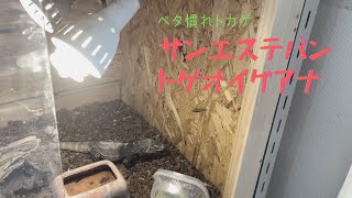 【自然にベタ慣れ？】サンエステバントゲオイグアナの飼育について