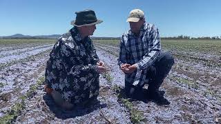 Circular Cotton Farming Project Phase 2