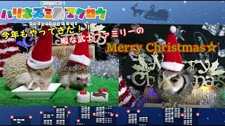 【ハリネズミ＆フクロウ】今年も大賑わい！ハリネズミとフクロウの超クリスマス！！hedgehog＆Owl in Christmas