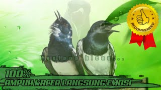 Pancingan Kacer bahan atau muda hutan, 100% burung ikut nyaut, JAMINAN JOSSS...