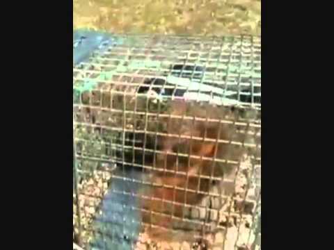 How to catch a squirrel rabbit in a cage trap How to catch a squirrel rabbit in a cage trap