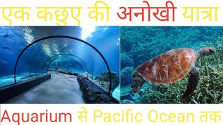 एक कछुए का 22000 mile का suffer Aquarium से Pacific Ocean तक|Journey of Yoshi Turtle |SS#2