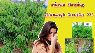 #sandalwood #sandalwoodupdate #sandalwoodnews #sandal #சந்தனமரம்  #forest #farming #freefire ##video