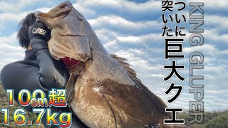 【魚突き】3年目で夢にまで見た巨大クエを突く！