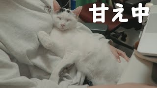 ママに甘えてる時の仕草が可愛いお返事猫がこちら