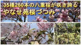 35種260本の八重桜が咲き誇る～やなせ苑桜づつみ～(兵庫県小野市黍田町)2023.04.16