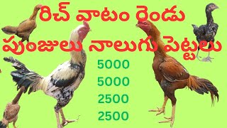 sale#రెండు పుంజులు నాలుగు పెట్టలు రిచ్ వాటం డబల్ బాడీ#edit టాప్ క్వాలిటీ #9542131141