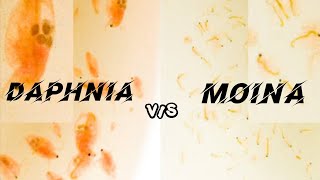 Differents between Moina and daphnia