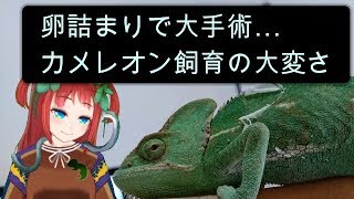 【エボシカメレオン編】たつののVはちゅカフェ！