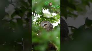 Northern saw-whet owl / Petite nyctale #wildlife #canada #chouette #owl