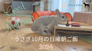 うさぎ10月の日曜朝ご飯　2024