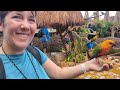 aviarius costa maya aviary walkthrough u0026 review