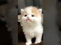 Cute baby kitten hungry time💖|sucking milk / cat life #cat #cuteanimal #kitty #cutekitty #catmodel