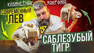 Саблезубый тигр VS Современный лев/КАБИНЕТНЫЕ ЗАКРОМА