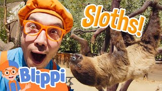 Blippi Meets a Sloth at the Zoo! Animal Stories for Kids