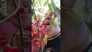 ВОРУЕМ С ДОЧАЙ у СОСЕДА ВИШНЮ! STEALING A NEIGHBOR'S CHERRY!🍒