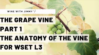 WSET Level 3 Wines - Understanding the Vine Part 1: Vine Anatomy
