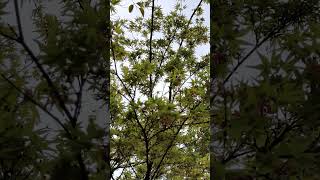 American red maple in spring   美国红枫的春天        #American red maple in spring   #美国红枫