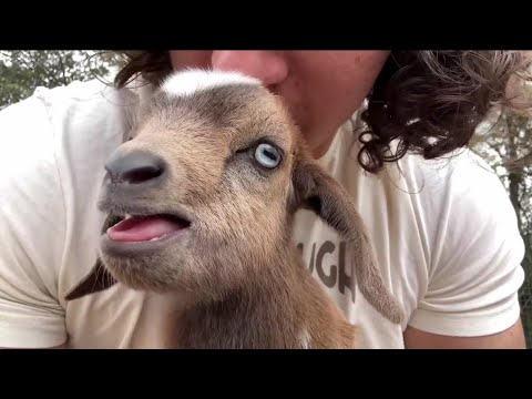 The Most Precious Creatures Youtube